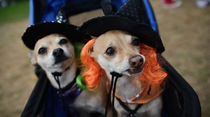 What does owning a Chihuahua say about you and your personality?