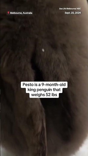 Meet Pesto the giant baby penguin