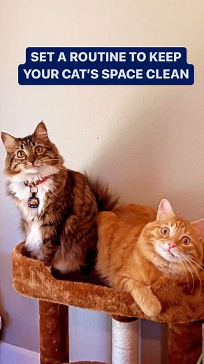Maintaining a clean home for your cat is 🔑 to keeping them healthy. #catsofinstagram #cleaning #springcleaning | Petco