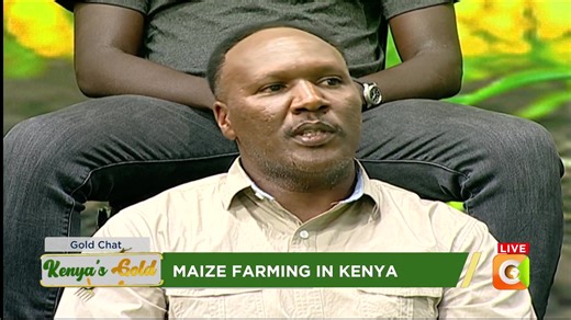 Maize Farming in Kenya Maize supports about 85% of households in Kenya Small scale farmers constitute more than 80% of maize farmers in Kenya Maize farming contributes to 3% of the GDP #kenyasgold | Citizen TV Kenya