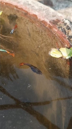 Mother Guppy Enjoying Her Food 😍 | So Relaxing 🐟 #shorts #fish #guppy