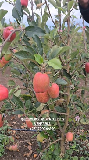 FRUIT FARMING is a venture of great health and wealth .... Here at wonderful heaven we commit our energy in making sure we have fruits throughout the year by intercropping . For more infromation 0790 266190 | Wonderful heaven fruits orchard