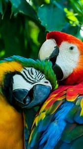 Scarlet Macaws | Wondersofjungle
