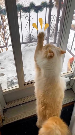 920K views · 27K reactions | The things we do for our cats ❤️ ( TikTok: amimelanson) | The Dodo | Facebook