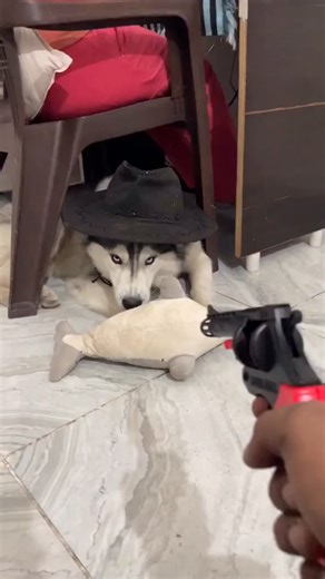 Husky on Instagram: "Husky funny plastic toy comedy under chair 🤣 📸 Dm to fix name #husky #dogsofinstagram #siberianhusky #dog #huskylove #huskylife #huskypuppy #huskiesofinstagram #dogs #puppy #huskies #huskylovers #huskygram #huskyworld #huskyphotography #huskynation #doglover #dogstagram #puppylove #doglife #puppiesofinstagram #huskysiberiano #dogoftheday #love #huskymix #instadog #huskyofinstagram #doglovers #huskypics #cute"