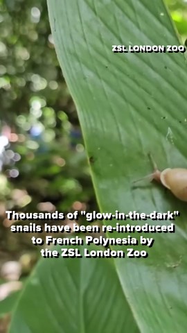 Special glow-in-the-dark snails released back to the wild