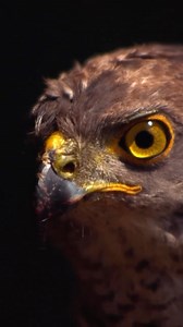 3.4K views · 63 reactions | Capable of flying at over 60kph through very narrow spaces, African goshawks are masters of their forest habitats, often launching aerial attacks on unsuspecting rodents from a perch in the dense canopy. ⁣⁣ ⁣⁣  : Speed Kills | Earth Touch TV | Facebook