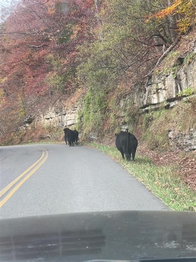 They have 10 new round bales of hay they can eat, get fed twice or more a day… but when we both have things we have to do, they decide to take a stroll. 🤦🏼‍♀️🤦🏼‍♀️🤦🏼‍♀️ #farming #farmlife #cows #escape #angusbeef #angus #somebodycomelookatthis #somebodyhelpme #walking #fypシ #fypreelsシ゚viralシ | Brittany Avery Mullins