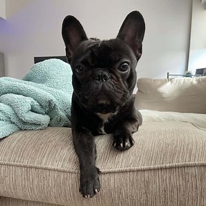 How small is a Mini French Bulldog and everything you need to know
