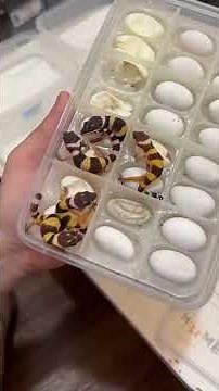 Check out the website: wachigecko.com if you want to adopt a gecko 🫶🏻 or just click the link in t...