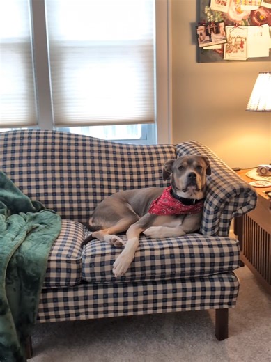 Revamping Thrifted Couches with Creative Flair