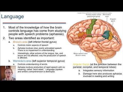 Lateralization and Language