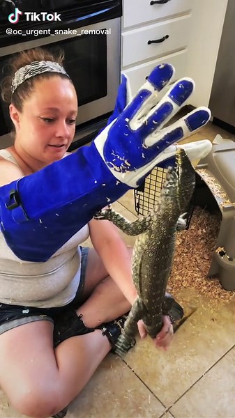 Nile Monitor Found: Help Reunite with Owner!
