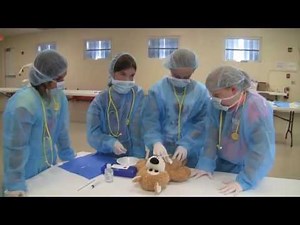 Campers perform mock spay surgery at Humane Society