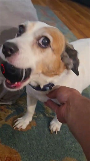 dog shorts #dog #dogs #tricks #hype #best #beautiful #howto #subscribe #please #bloopers #eyecatchy