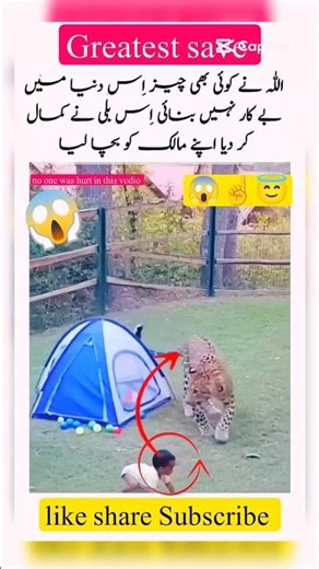 You cant believe a cat is more brave then child mother #viralvideo #shorts #allah #respect