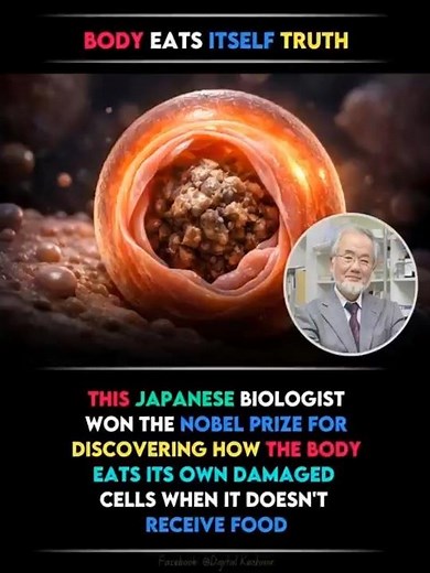Autophagy Nobel Prize Discovery@
