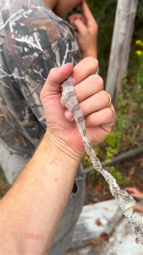 26K views · 82 reactions | found this pristine shed under a roadside board—but no snake. it was only after laying the cover back that aiden noticed this little cane posted up 朗 #herping #snakes #animals | adventorin | Facebook