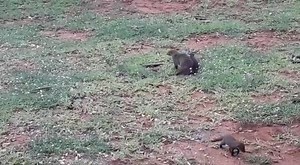 Banded mongooses are very social animals. They live in colonies that can number up to 50. During the day they are very active and chatter incessantly to each other. They are often seen all over Bonamanzi Game Reserve. Have you made a booking for the holidays? #mongoose #mongoosebikes #cultcrew #wildlifephotography #wildlife #nature #animals #bonamanzi #gamereserve #gamedrives #naturelovers #naturephotography #mammals #africa #safariadventure | Bonamanzi Game Reserve