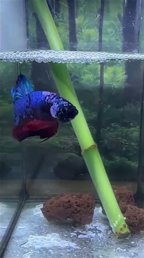 GIANT BETTA ✨😎 #bettafish #aquarium #fishcare