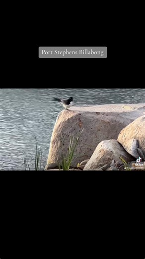 Discover the Port Stephens Recreation Swim Pond