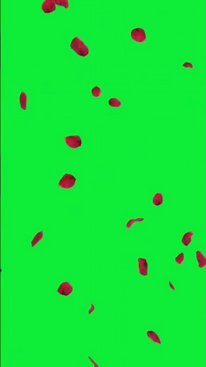 green screen rose flowers falling 4k full screen. no copyright claim video