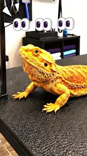 Satisfying Bearded Dragon Bath Routine 🛁 #asmr #beardeddragon #transformation