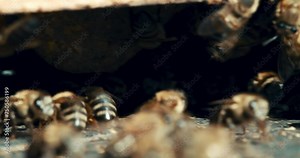 Bee, farm and sustainability, beekeeping and insects for pollen, environment and hive, conservation and nature. Honey, production and agriculture with industry, process and beeswax for harvesting