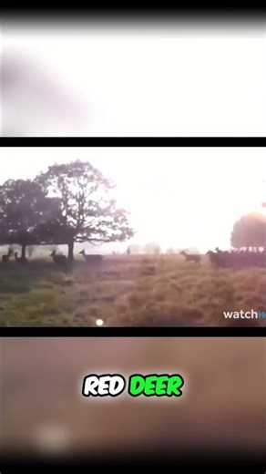Fenton's Hilarious Deer Chase: Viral Video From Richmond Park #shorts