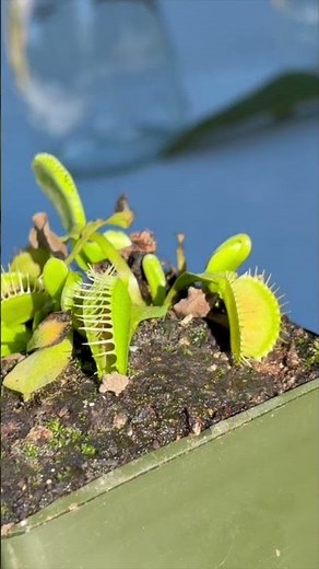 Venus Flytrap vs. Spider Test #insects