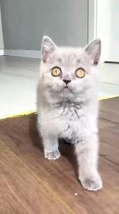 Tree Man Prank vs Crazy Cat part 1😂🐱 | Shefali Rajput