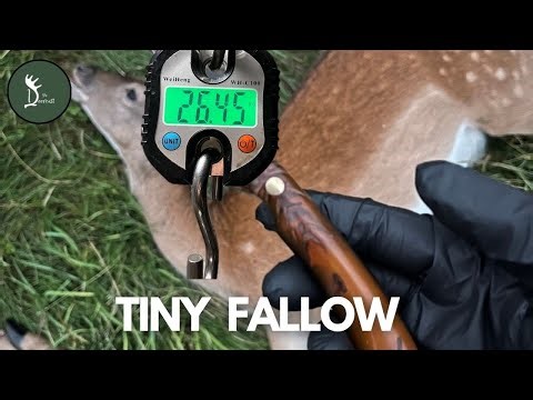 Deer Stalking | Light Fallow Pricket Stalk, Shot & Gralloch |