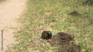 Scarabs are stout-bodied beetles. Scarab beetle rolling a ball of dung. Scarab insect eating new manure. Decomposition is the process by which organic substances are broken down into simpler 4K floor Stock Video