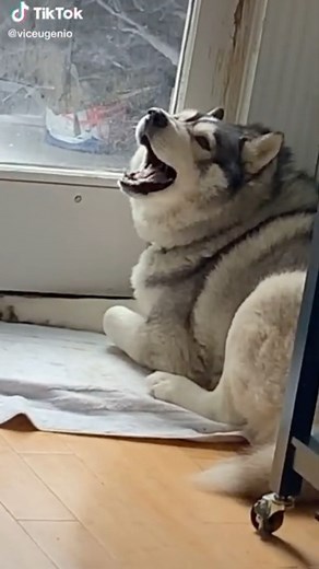 1.4K views · 20 reactions | Metal meme on Reels | Facebook