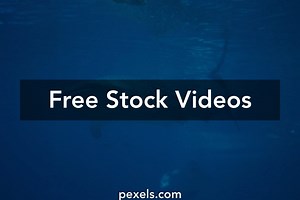 Blue Whale Videos, Download The BEST Free 4k Stock Video Footage & Blue Whale HD Video Clips