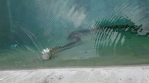 Discovering enormous python swimming in backyard pool without permission