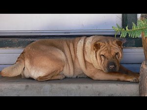 What to Expect When Purchasing a Chinese Shar-Pei Puppy - Understanding the Typical Price Range
