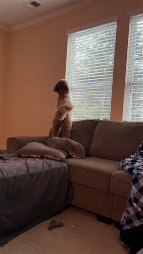 She’s officially lost her marble’s! Girl is trying to catch the snowflakes from inside! #fyp #goldendoodlesoftiktok #berkeleygirl #snowday2025❄️❄️ #Sendhelp