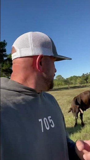 Cattle Calling Explained