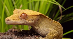 Crested Geckos Were "Extinct" Until 1994 When They Were Rediscovered After a Storm