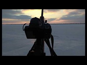 Глухая лиса.