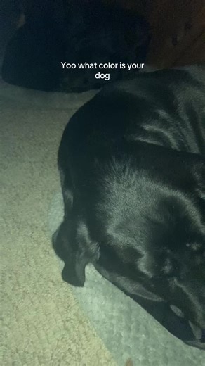 Understanding Dog Vision: What Colors Can Dogs See?