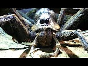 How REAL MEN Deal With MASSIVE Australian Spiders