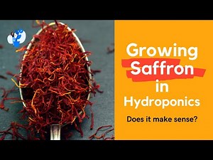 Saffron in hydroponics | is it profitable to grow saffron in hydroponics?