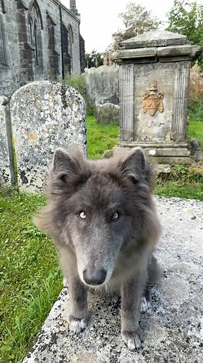 Watching over my Souls My Blue Wolf 💙🐺 #werewolf #wolf #wolves #wolfdog #bluewolf #bluewolfdog #graveyard #halloween #samhain2023 #hekate #churchyard #spooky #fenrir | My Blue Wolf