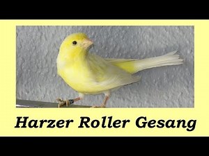 Harzer Roller Gesang - Gesangskanarien Canarysong Edelroller 4