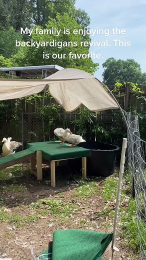 Boinga Song - An Energetic Musical Experience