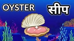Water animals name hindi and english || जल मे रहने वाले जीवों के नाम || जलचर प्राणी || #wateranimals
