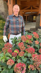 3.6K views · 43 reactions | Hydrangea lovers, take note! Jonathan is...