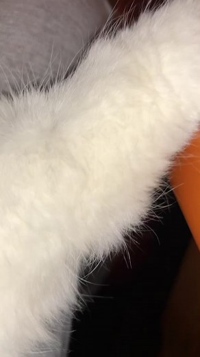 Recomand volumul la maxim dacă aveți probleme cu somnul! 👌😇❤️#foryoupage #fyp #4you #romania #cat #angel